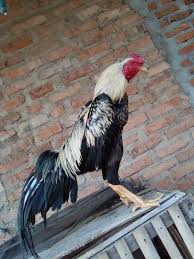  Pin De Kamaludin Arif Em Animals And Pets Galos Indios Animais Galo