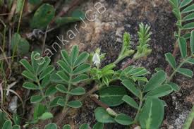 Image result for Tephrosia pumila