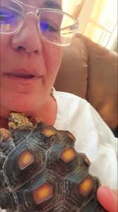 Good morning friends, Freya says it too cold to be up!🥶🥰 *bought her  pyramided and she's a Red Footed Tortoise 😊