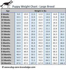 You can avoid such uncertainty by investing in a purebred pup. Puppy Weight Chart This Is How Big Your Dog Will Be