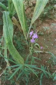 Image result for Striga