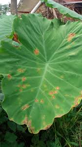 This post shares my elephant ear plant care guide. Colocasia Blight My Experience Agriminu