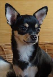 Sie sind gut sozialisiert, verschmust und offen. Chihuahuas Bayern Chihuahua Welpen Abzugeben B Wurf Fuente De Alegrias Chihuahuas In Bayern