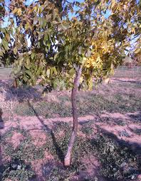 You can even color your own texas blue lacy like river & sky, the take care of texas mascots! Pecan Tree Stress Tpga