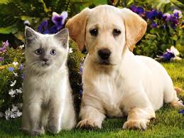Черные, палевые щенки лабрадора <meta name. Powell Animal Hospital Powell Tn Veterinarian Veterinary Service Home