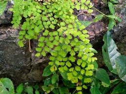 Image result for Adiantum vogelii