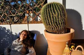 Requerimiento de agua para el cactus barril dorado: Asiento De La Suegra O Cactus Erizo Echinocactus Grusonii