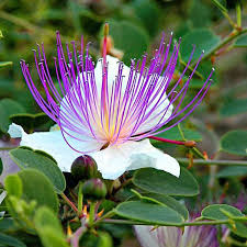 Image result for Capparis citrifolia
