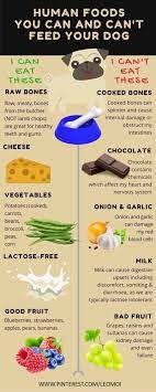 Human Foods You Can And Can T Feed Your Dog Infographic Applies To All Dogs Including Cavoodles And Cavapoos Foods Dogs Can Eat Dog Food Recipes Dog Diet