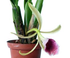 Image result for Trichilia capitata