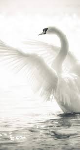 Glory Be To Allah Animaux Et Oiseaux Animaux Photo Animaux