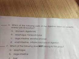 Which Of The Following Parts Digestive System Is Correctly Paired With Its Function Brainly Ph