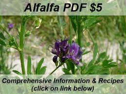 Prior to planting you should clean the area, work the soil, and remove any debris. Alfalfa Pictures Flowers Leaves Identification Medicago Sativa