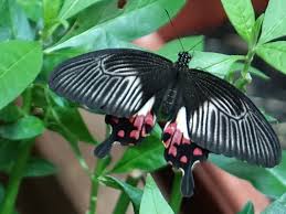 Tropiske Sommerfugler Tropical Butterflies Tropische Schmetterlinge Plant Leaves Fish Pet Plants