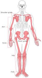 Appendicular Skeleton Wikipedia