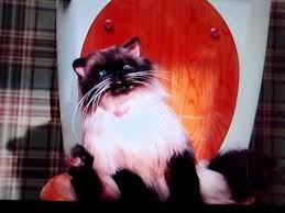 To start with, move kittys litterbox to the bathroom if its not already there. The Farting Cat On Toilet Youtube