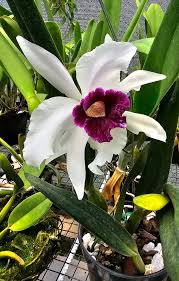 Image result for Summerhayesia