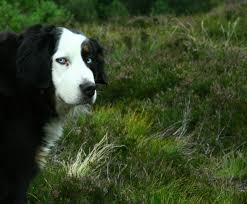 What color does yorkshire terriers typically change? Intersting Dog Coat Colors Markings And Breeds Page 2 Dog Forum