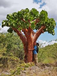 Image result for Cyphostemma