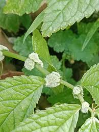 Image result for Elatostema welwitschii