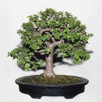 Jed Or Elephant Bush Shoppersbd