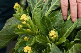 Broccoli grows best in fall because spring conditions may be unpredictable. How To Grow Broccoli Rhs Gardening
