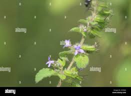 Image result for Mesosphaerum suaveolens