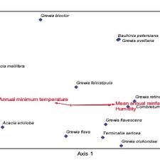 Image result for Grewia olukondae