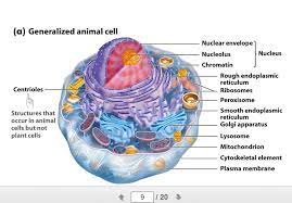 Maybe you would like to learn more about one of these? What Are Chromosomes Made Of Quizlet Mastering Biology