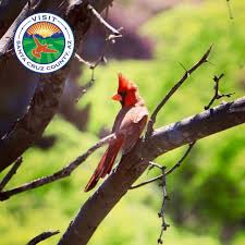 Birds Of Southern Arizona Book As The Weather Becomes Cooler Beautiful Birds Embark On Their Migration Trail Where Southernarizona Is A World Re Beautiful Birds Visit Arizona Bird Watching