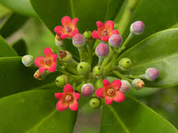 Image result for Canellaceae