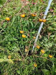 Image result for Rytigynia sp. G