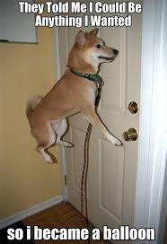 D Heehee Dog Jokes Dog Quotes Funny Funny Animal Quotes