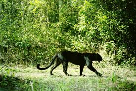 A black panther is the melanistic colour variant of the leopard (panthera pardus) and the jaguar (panthera onca). Black Leopards Home Facebook