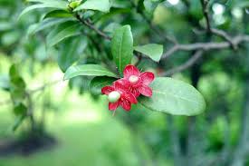 Image result for Ochna kirkii