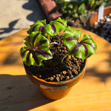 Image result for Nervilia