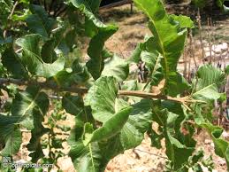 Image result for Pappea capensis