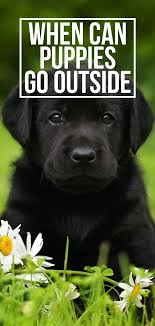 Discover when puppies are old enough to go outside and explore the world, as well as tips for keeping your pup safe on walks and at dog parks. When Can Puppies Go Outside Is It Safe To Take Your Puppy Out Yet