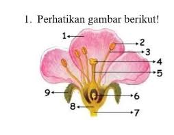 Fungsi dari kelopak bunga yaitu melindungi mahkota bunga ketika masih kuncup. Tuliskan Bagian Bagian Bunga Berdasarkan Gambar Tersebut Brainly Co Id