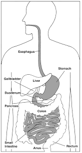 The Digestive System Focusing On The Esophagus Stomach Duodenum And Small Intestine Media Asset Niddk .2 games (from longman) grammar activities glossary how to draw how to write smth hidden pictures idioms i read english position: esophagus stomach duodenum