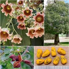 Image result for Brachychiton