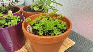 Petersilie Aus Samen Anziehen Im Blumentopf Gemuse Balkon