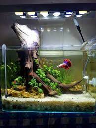 Betta Splendens Aquariumfreshwaterfishtanks Betta Aquarium Aquascape Aquarium Aquarium Setup