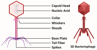 Maybe you would like to learn more about one of these? Bacteriophage Definition Structure Life Cycles Applications Phage Therapy