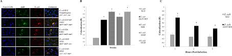 The Escherichia Coli O157 H7 Carbon Starvation Inducible Lipoprotein Slp Contributes To Initial Adherence In Vitro Via The Human Polymeric Immunoglobulin Receptor