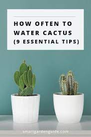 Whether you already have cactus plants in your home or you're thinking about picking up a few from your local greenhouse, these are the things you need to learn. How Often To Water Cactus 9 Essential Tips Smart Garden Guide
