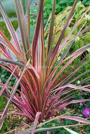 The cabbage palm tree has gain popularity because it is very durable and will tolerate a wide variety of soil and weather conditions. Cordyline Australis Southern Splendour Cabbage Palm Showing Entire Plant Habit Variegated Pink Red Orang Flower Stock Photography Variegated Plants Plants