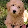 Poodle doodles информация по шрифту. 1