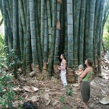 The Biggest And Tallest Bamboo Tree In The World 10 Things To Know About Dragon Bamboo Tree Giant Bamboo Bamboo Tree Bamboo Fence
