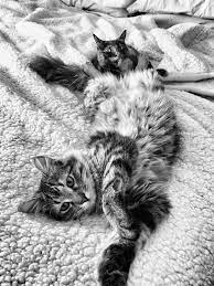 epingle sur autour du chat